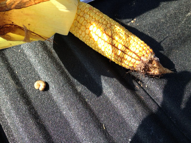 Scouts noted corn borer problems in a White County, Indiana, cornfield on Tuesday. (DTN photo by Chris Clayton)